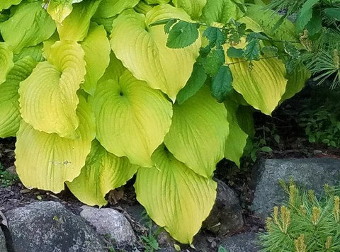 Hosta 'Dancing Queen'