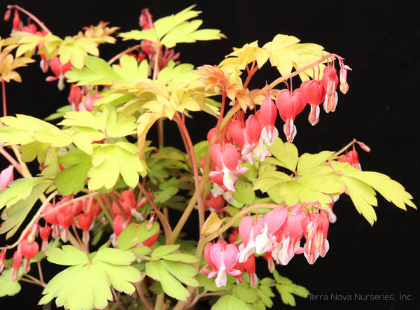 Dicentra 'Ruby Gold'
