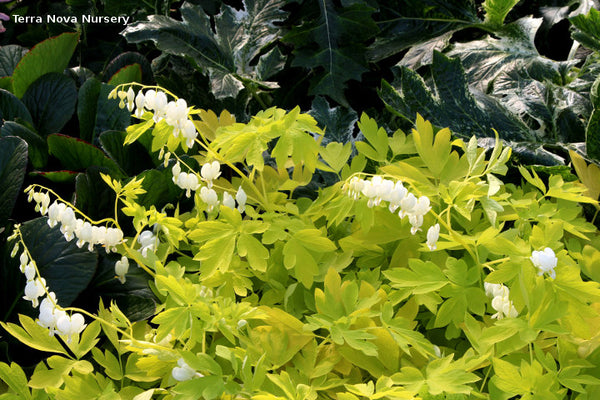 Dicentra 'White Gold'