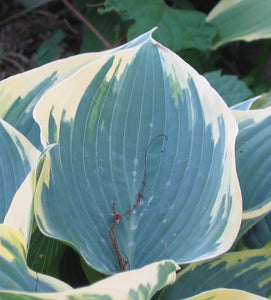 Hosta 'First Frost'