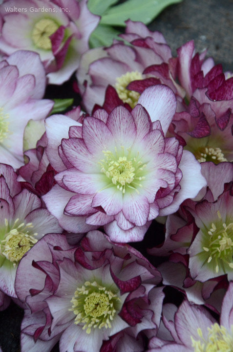 Helleborus 'Blushing Bridesmaid'