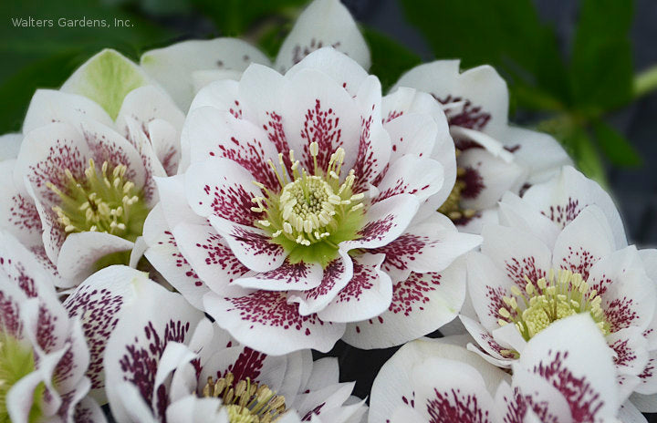 Helleborus 'Confetti Cake'