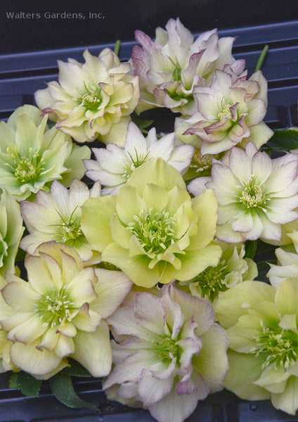 Helleborus 'First Dance'