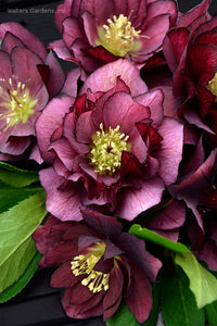 Helleborus 'True Love'