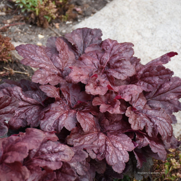 Heuchera 'Red Dragon'