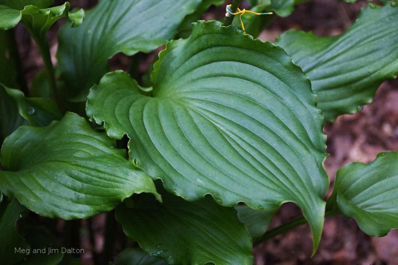 Hosta 'Ain't Misbehavin' leaf