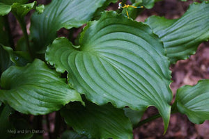 Hosta 'Ain't Misbehavin' leaf