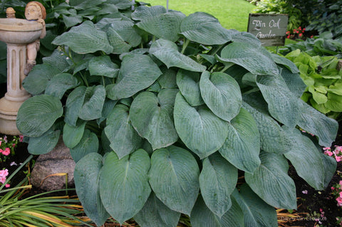 Hosta 'American King of the Woods'