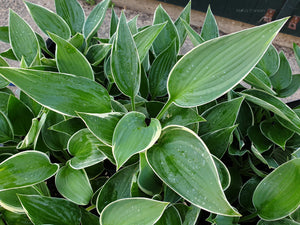 Hosta 'And You and I'