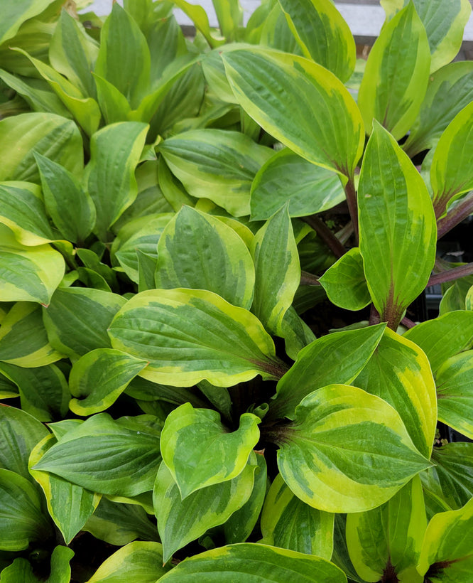 New Hostas for 2021