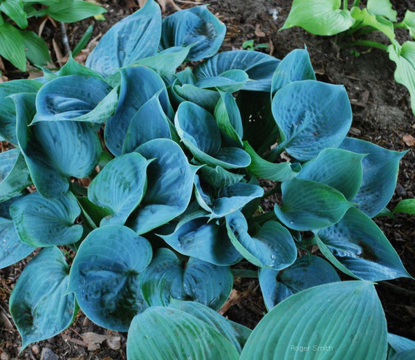 Hosta 'Baltimore Blues'