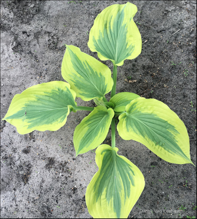 Hosta 'Baroness'