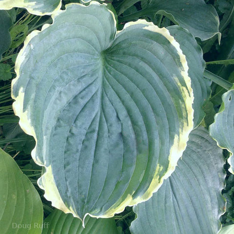 Hosta 'Blue Jeans Bling'