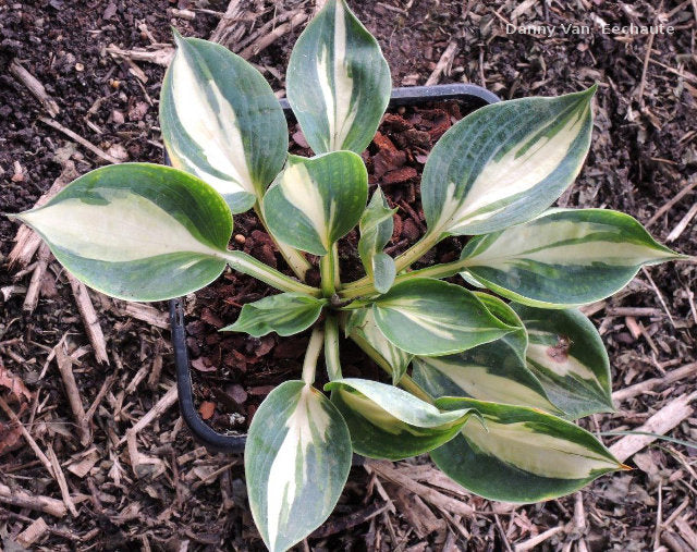 Hosta 'Bounty'