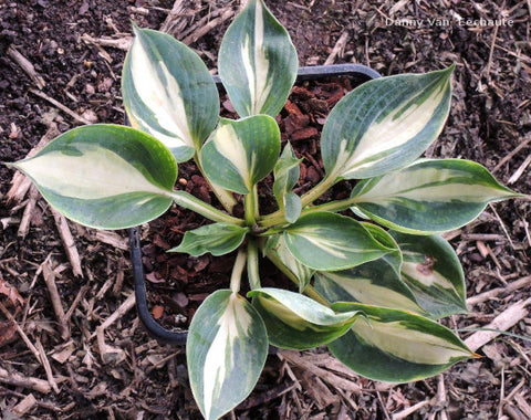 Hosta 'Bounty'