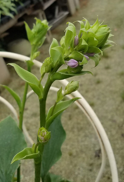 Hosta 'Branching Out'