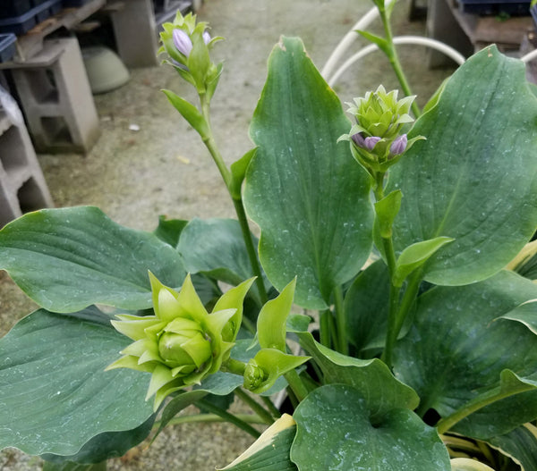 Hosta 'Branching Out'