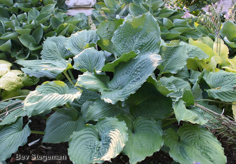 Hosta 'Brutus'