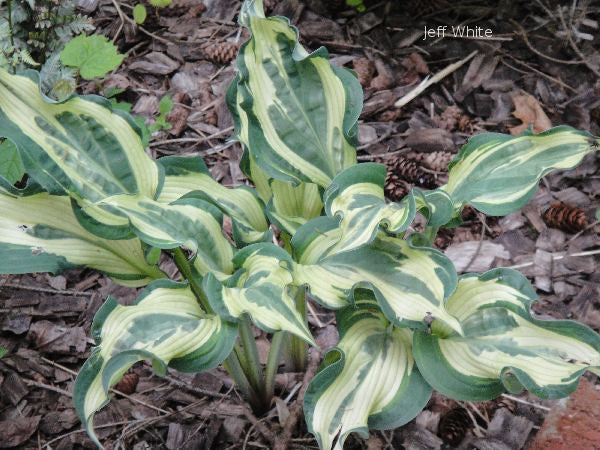 Hosta 'Bullfrog'