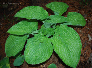 Hosta 'Chanticleer'