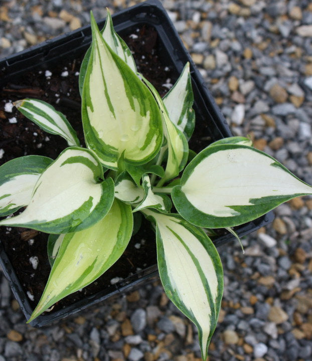 Hosta 'Cherokee'