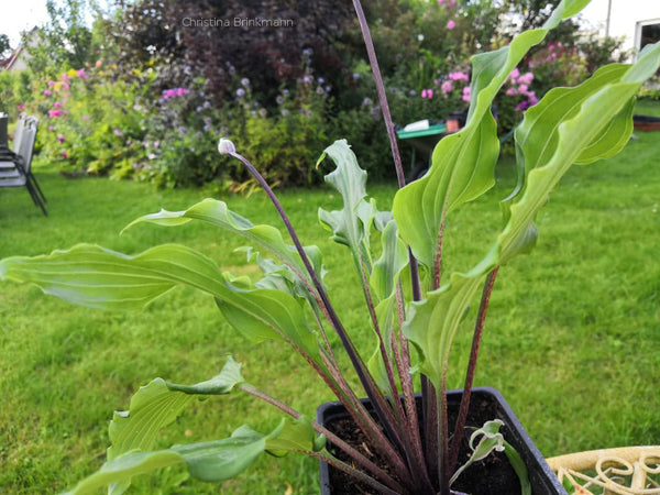 Hosta 'Chris' Moving Ruffles'