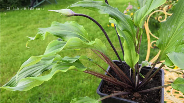 Hosta 'Chris' Moving Ruffles'