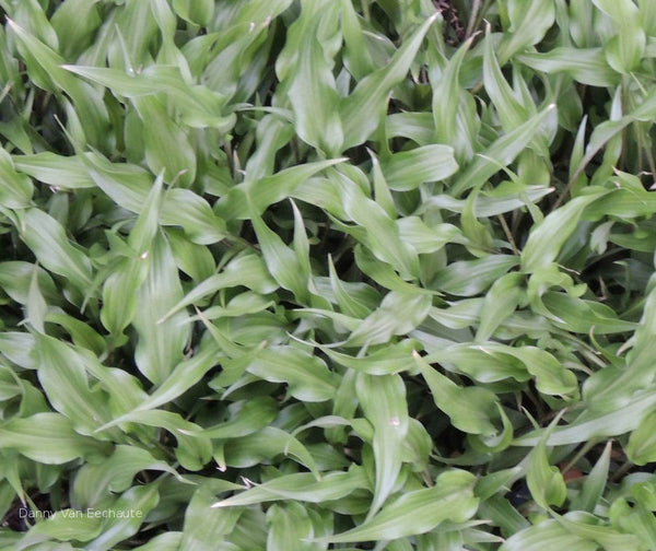 Hosta 'Chris' Moving Ruffles'
