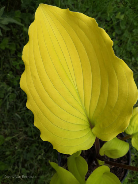 Hosta 'Chris' Tropical Sundown'