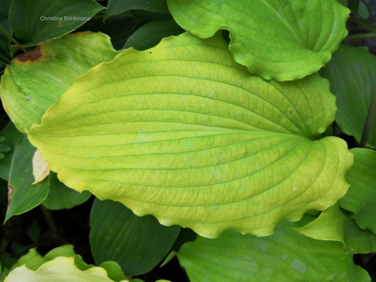 Hosta 'Chris' Yellow Ruffles' – In The Country Garden & Gifts