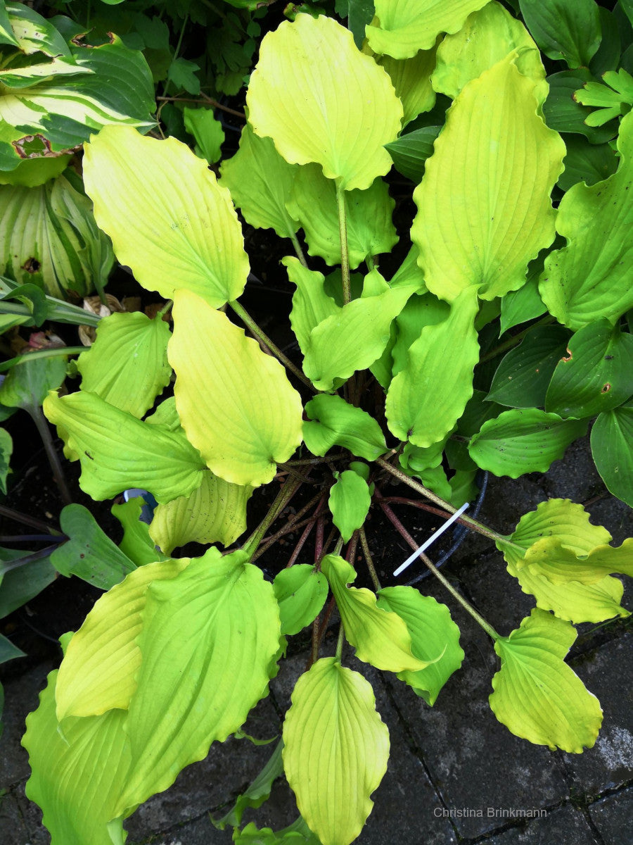 hosta_chris_yellow_ruffles_8_2