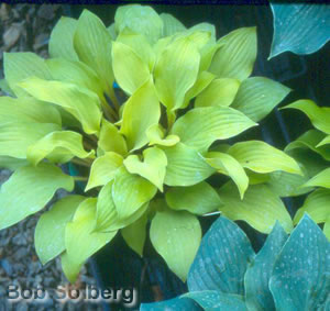Hosta 'Coconut Custard'