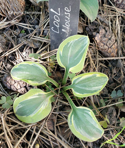 Hosta 'Cool Mouse'