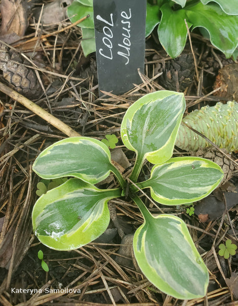 Hosta 'Cool Mouse'