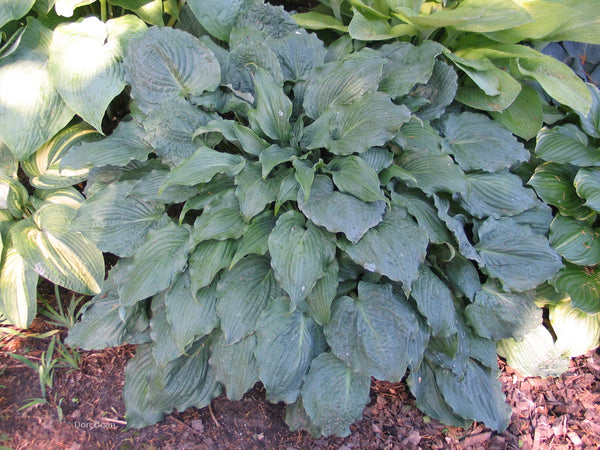 Hosta 'Country Candied Confection'