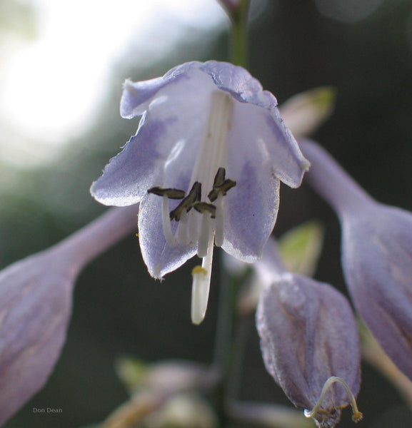 Hosta 'Country Candied Confection' flower