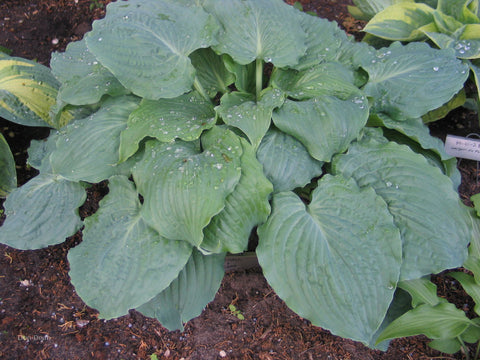 Hosta 'Country Candied Confection'