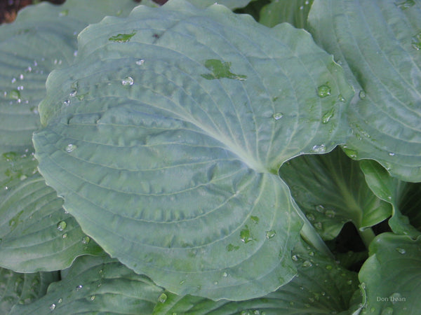 Hosta 'Country Candied Confection' leaf