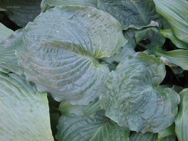 Hosta 'Country Candied Confection' leaf