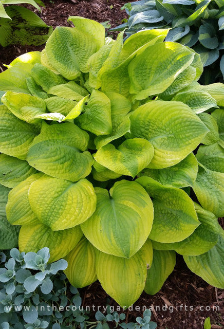 Hosta 'Country Confessions'