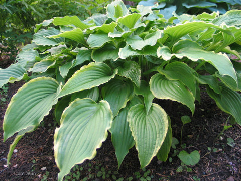 Hosta 'Country Double Take'