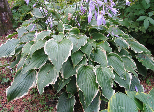 Hosta 'Country Double Take'