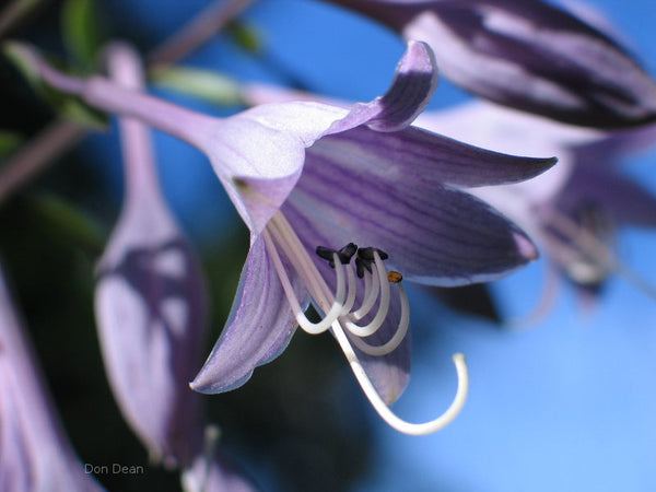 Hosta 'Country Double Take' flower