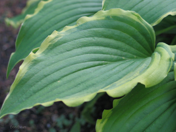 Hosta 'Country Double Take' leaf