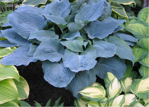 Hosta 'Country Dreaming'