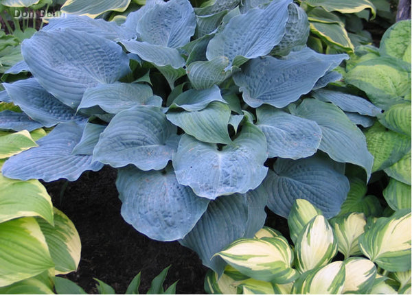 Hosta 'Country Dreaming'