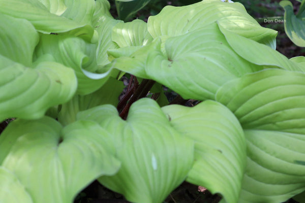 Hosta 'Country Flamethrower'