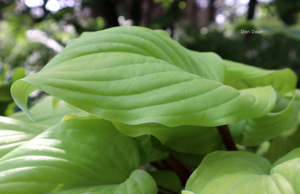 Hosta 'Country Flamethrower'