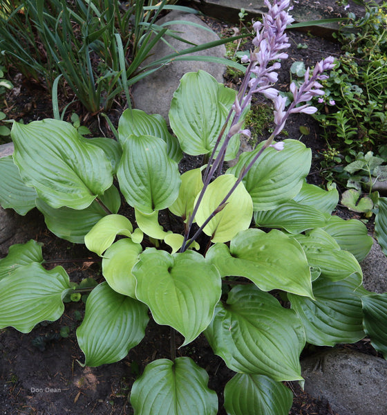 Hosta 'Country Flamethrower'
