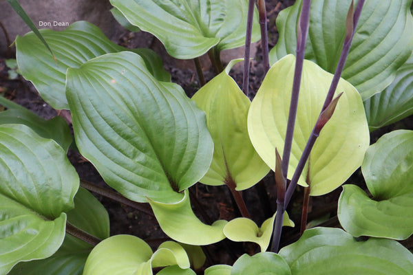 Hosta 'Country Flamethrower'